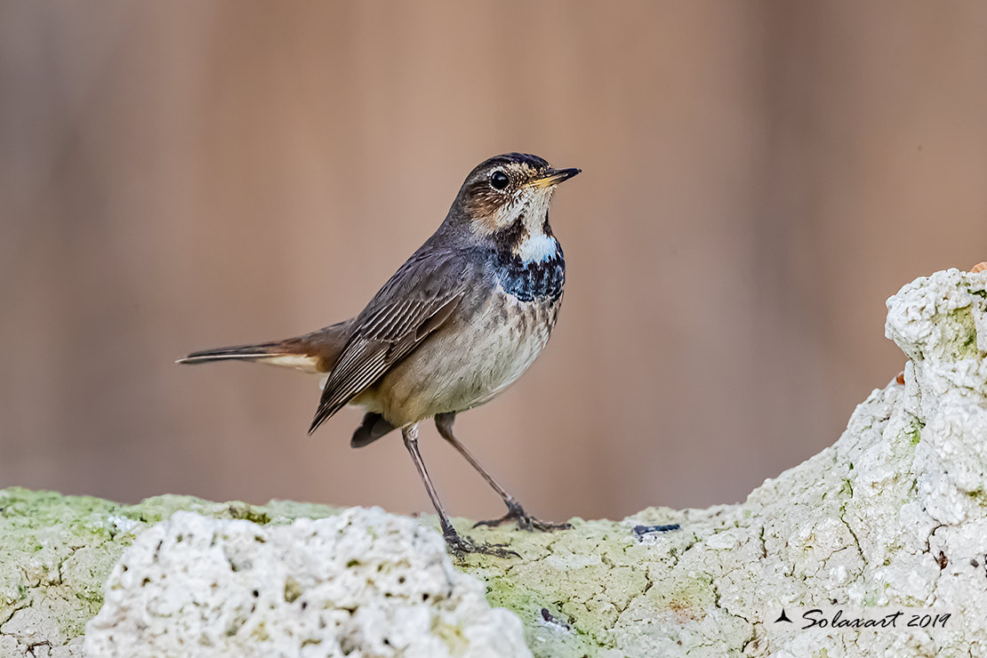 Luscinia svecica cyanecula; Pettazzurro Italy (femmina); Bluethroat White-spotted (Female)