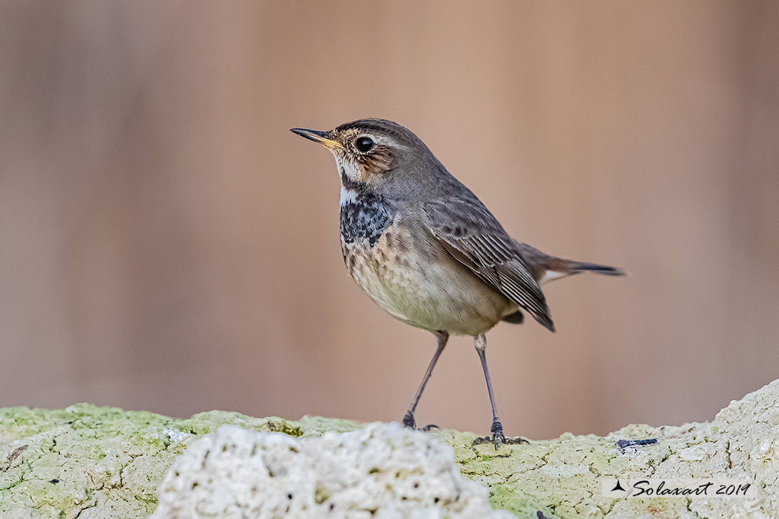 Luscinia svecica cyanecula; Pettazzurro Italy (femmina); Bluethroat White-spotted (Female)