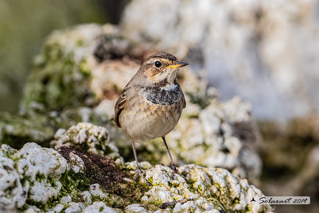 Luscinia svecica cyanecula; Pettazzurro Italy (femmina); Bluethroat White-spotted (Female)