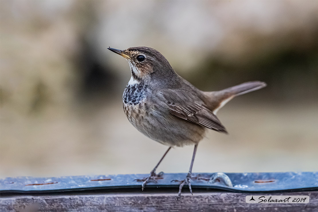 Luscinia svecica cyanecula; Pettazzurro Italy (femmina); Bluethroat White-spotted (Female)
