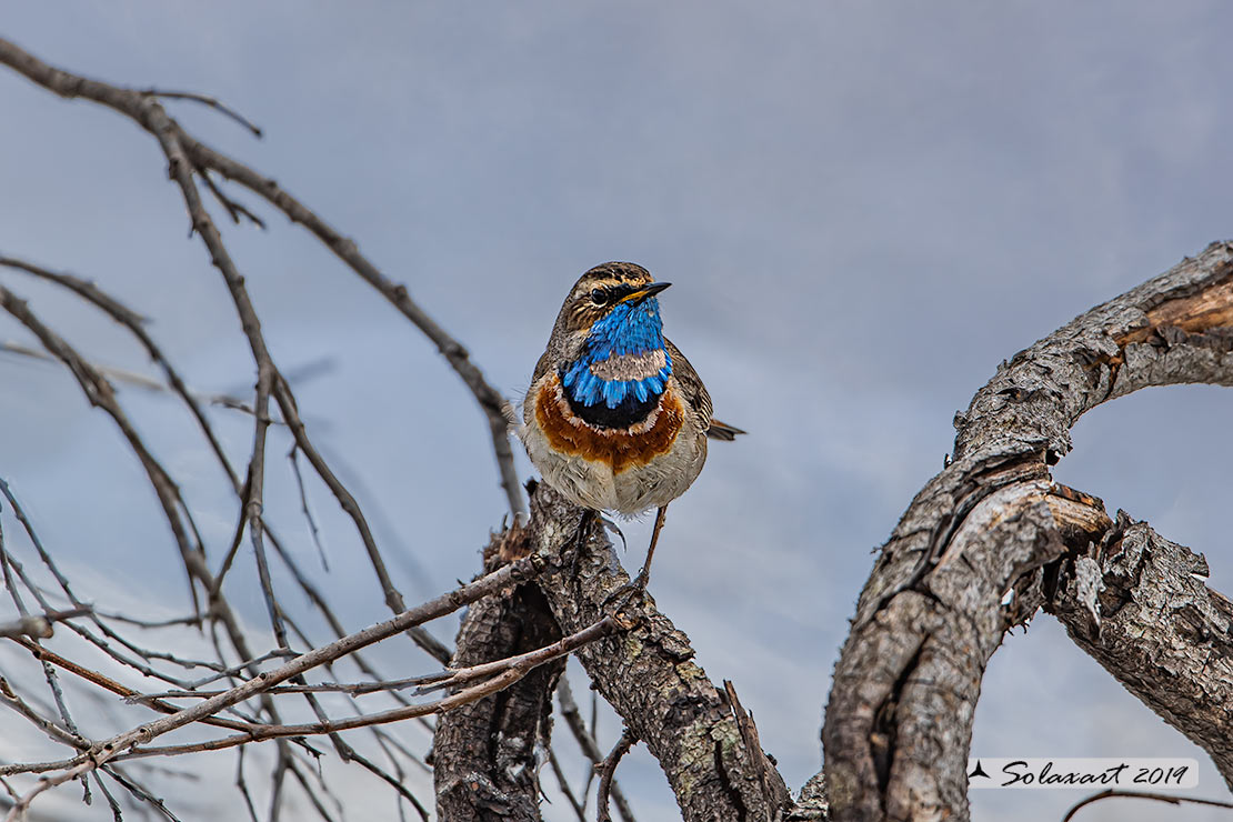 Luscinia svecica cyanecula; Pettazzurro Italy; Bluethroat White-spotted