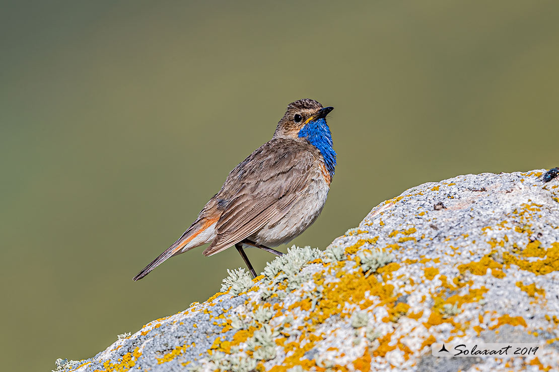 Luscinia svecica azuricollis; Pettazzurro Iberico