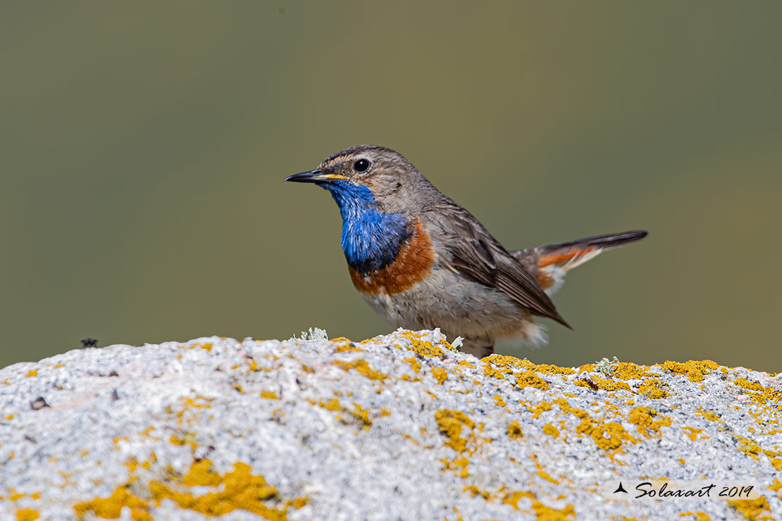 Luscinia svecica azuricollis; Pettazzurro Iberico