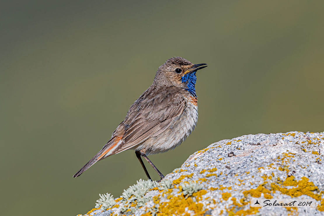 Luscinia svecica azuricollis; Pettazzurro Iberico