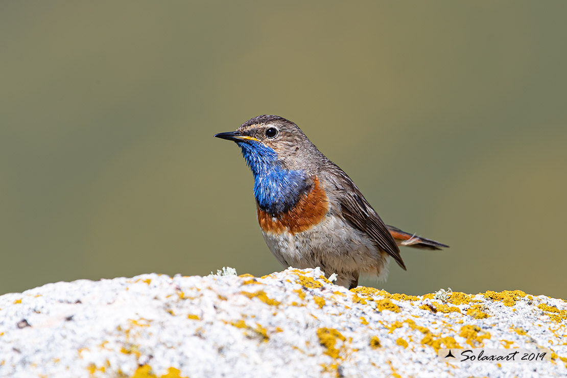 Luscinia svecica azuricollis; Pettazzurro Iberico