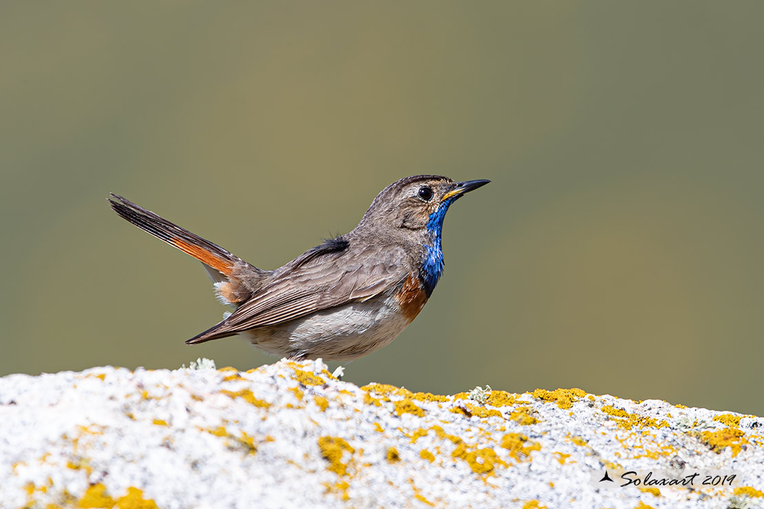 Luscinia svecica azuricollis; Pettazzurro Iberico