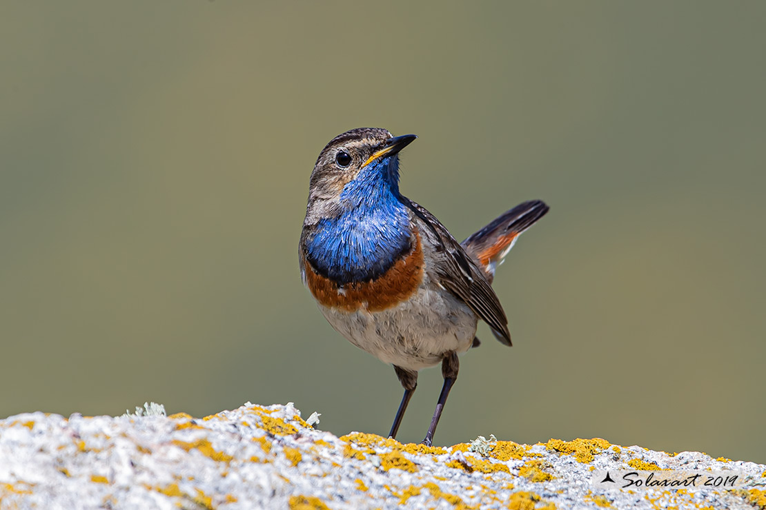 Luscinia svecica azuricollis; Pettazzurro Iberico