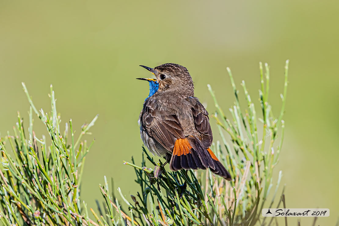 Luscinia svecica azuricollis; Pettazzurro Iberico