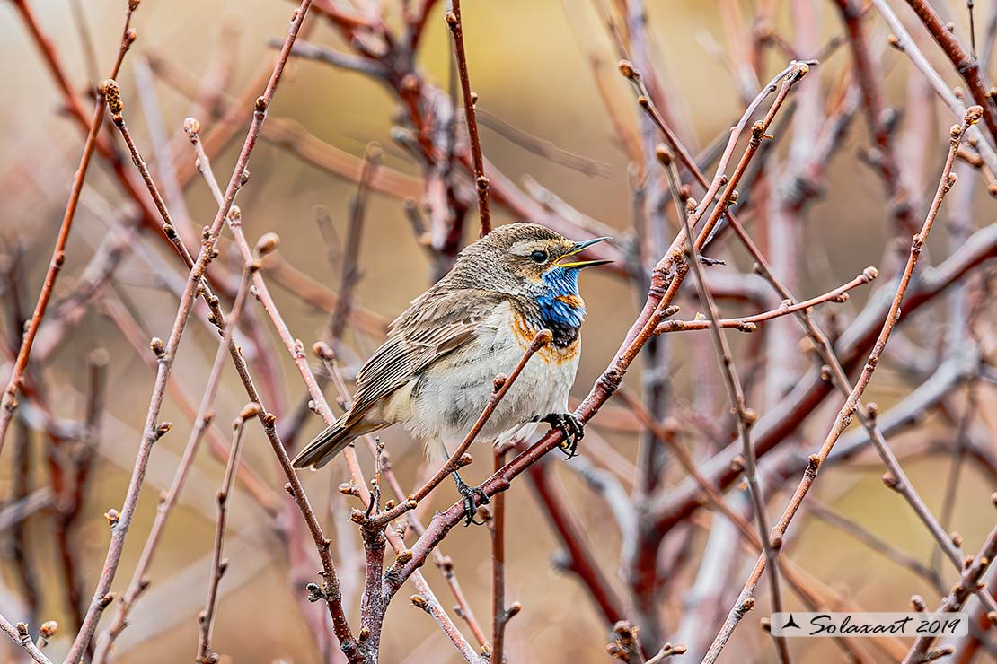 Luscinia svecica svecica; Pettazzurro nordico; Northern Bluethroat