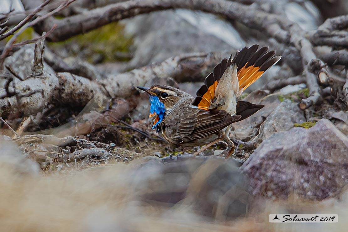 Luscinia svecica svecica; Pettazzurro nordico; Northern Bluethroat