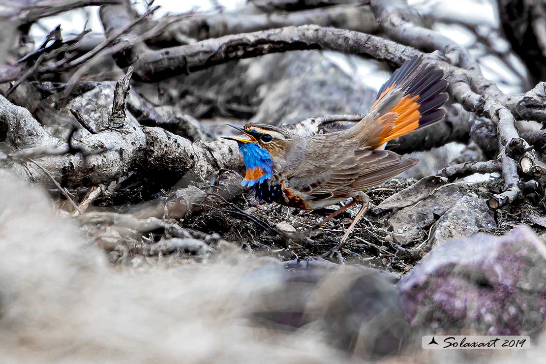 Luscinia svecica svecica; Pettazzurro nordico; Northern Bluethroat