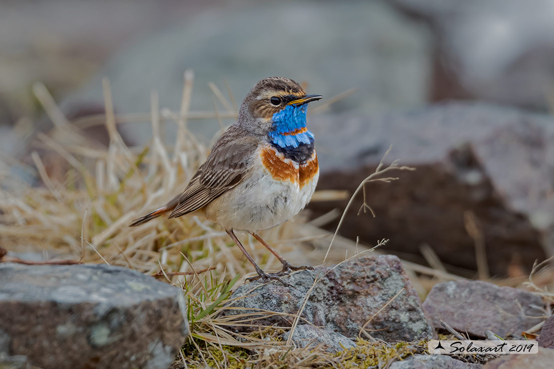 Luscinia svecica svecica; Pettazzurro nordico; Northern Bluethroat