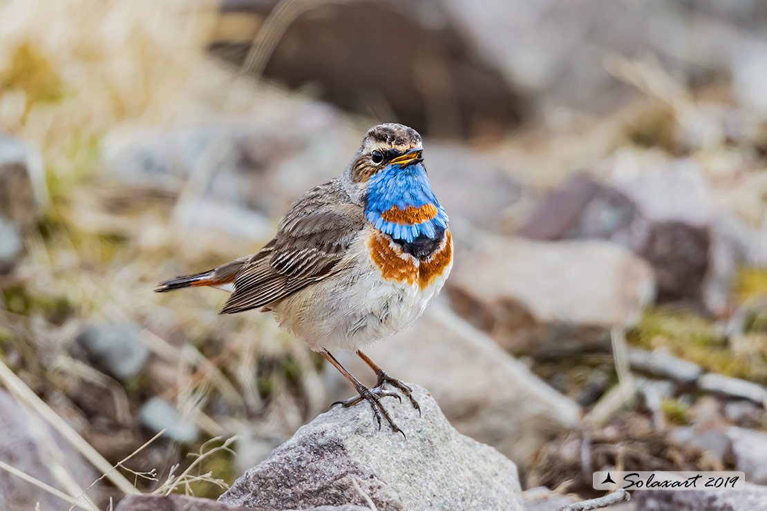 Luscinia svecica svecica; Pettazzurro nordico; Northern Bluethroat