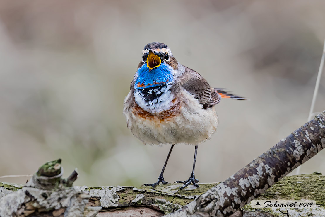 Luscinia svecica svecica; Pettazzurro nordico; Northern Bluethroat