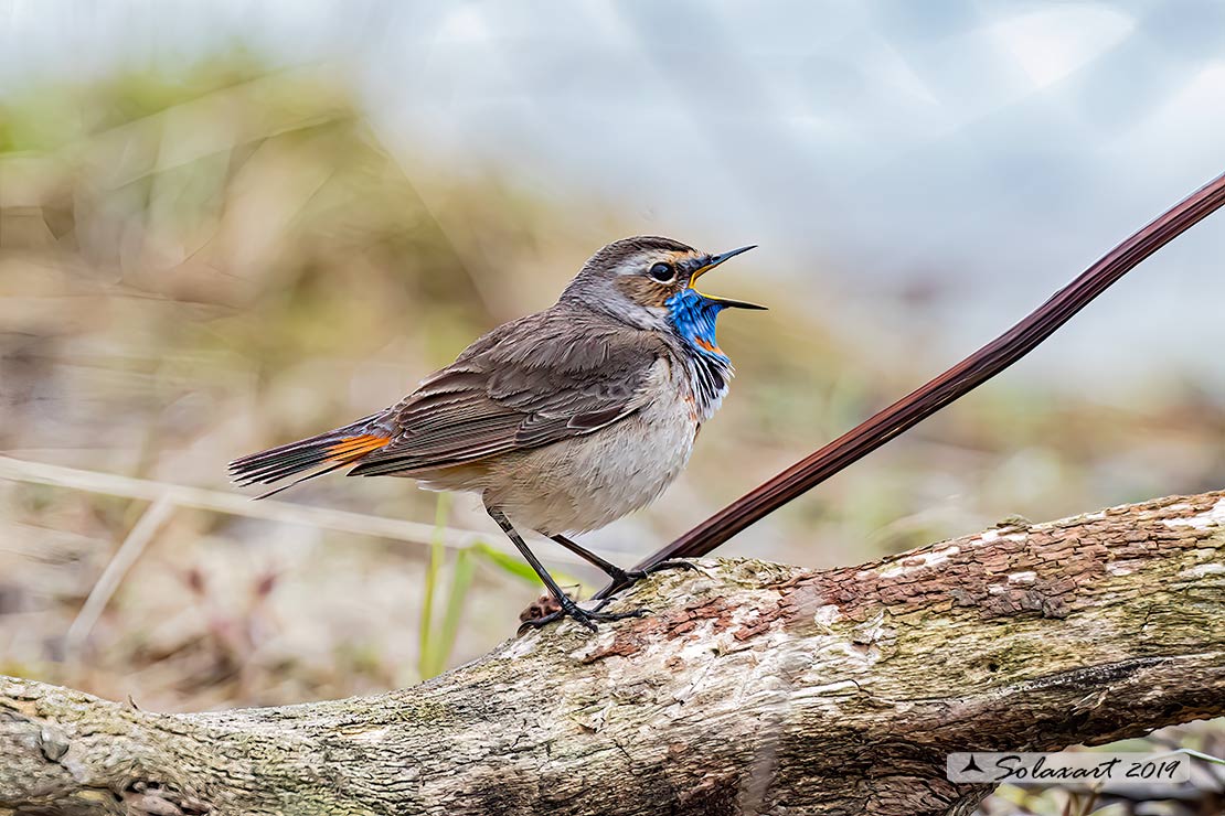 Luscinia svecica svecica; Pettazzurro nordico; Northern Bluethroat