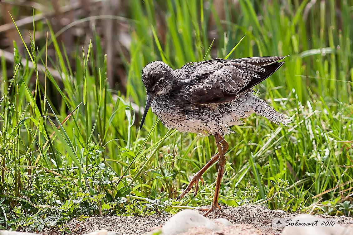 Tringa totanus: Pettegola;  Common Redshank