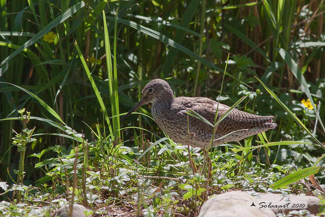 Tringa totanus: Pettegola;  Common Redshank