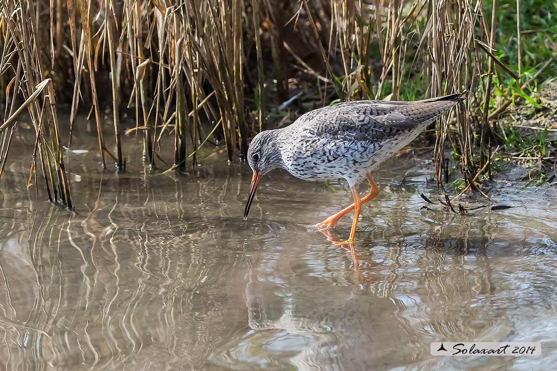 Tringa totanus: Pettegola;  Common Redshank