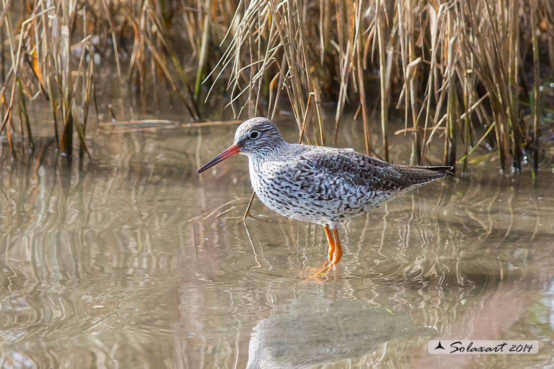 Tringa totanus: Pettegola;  Common Redshank