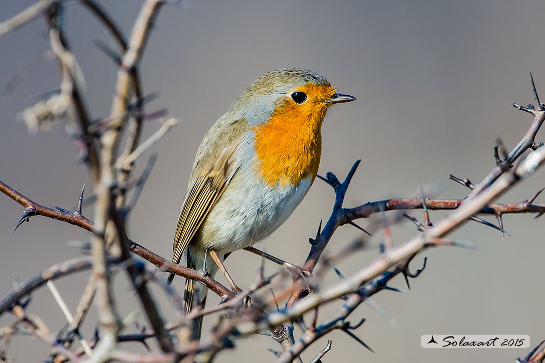 Erithacus rubecula : Pettirosso ; European Robin