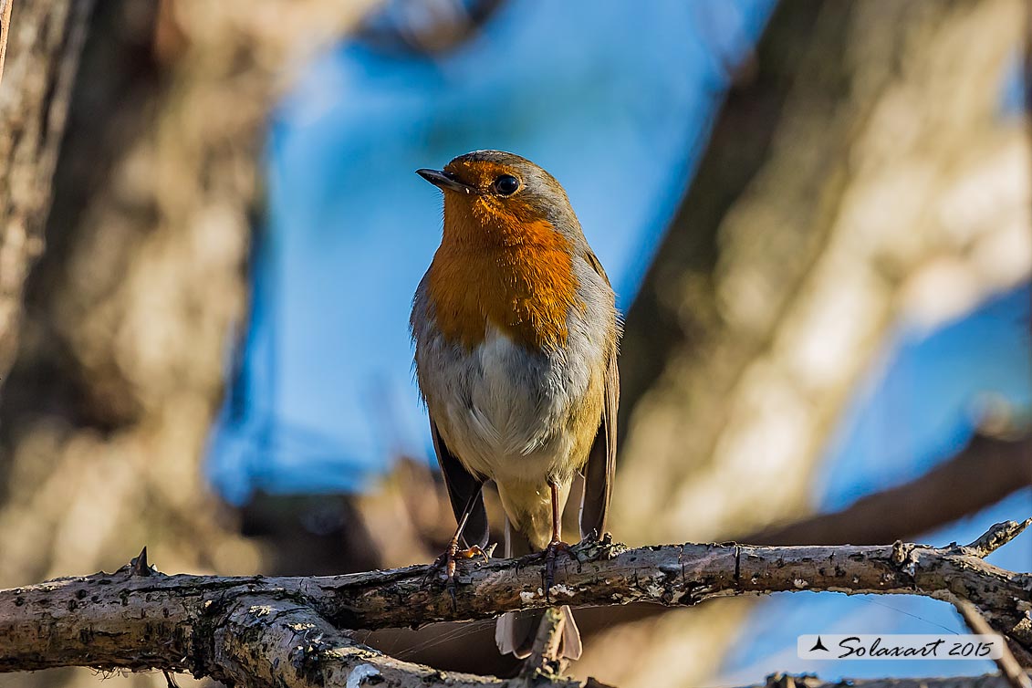 Erithacus rubecula : Pettirosso ; European Robin