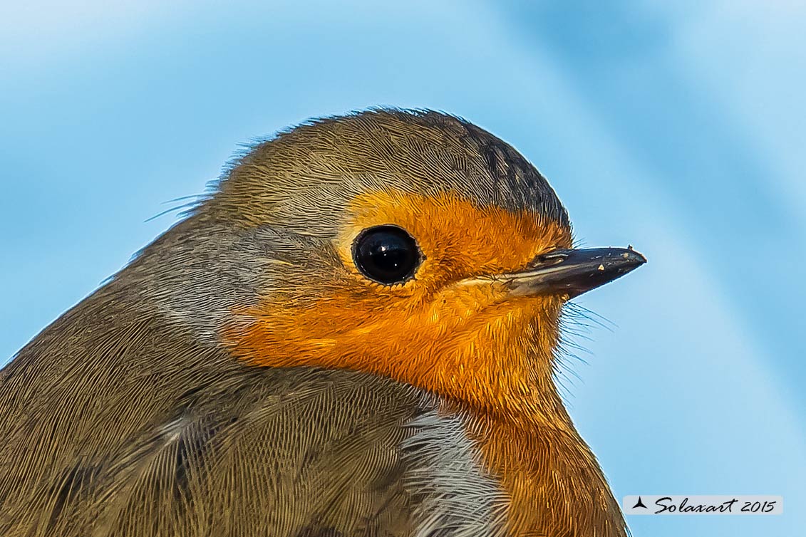 Erithacus rubecula : Pettirosso ; European Robin