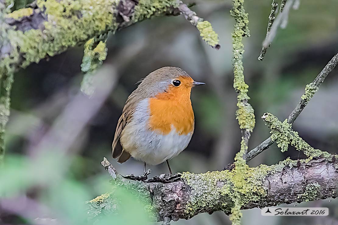 Erithacus rubecula : Pettirosso ; European Robin