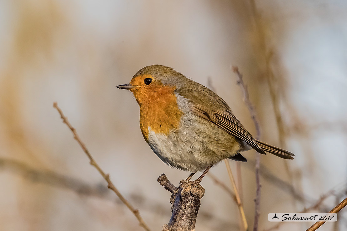 Erithacus rubecula : Pettirosso ; European Robin