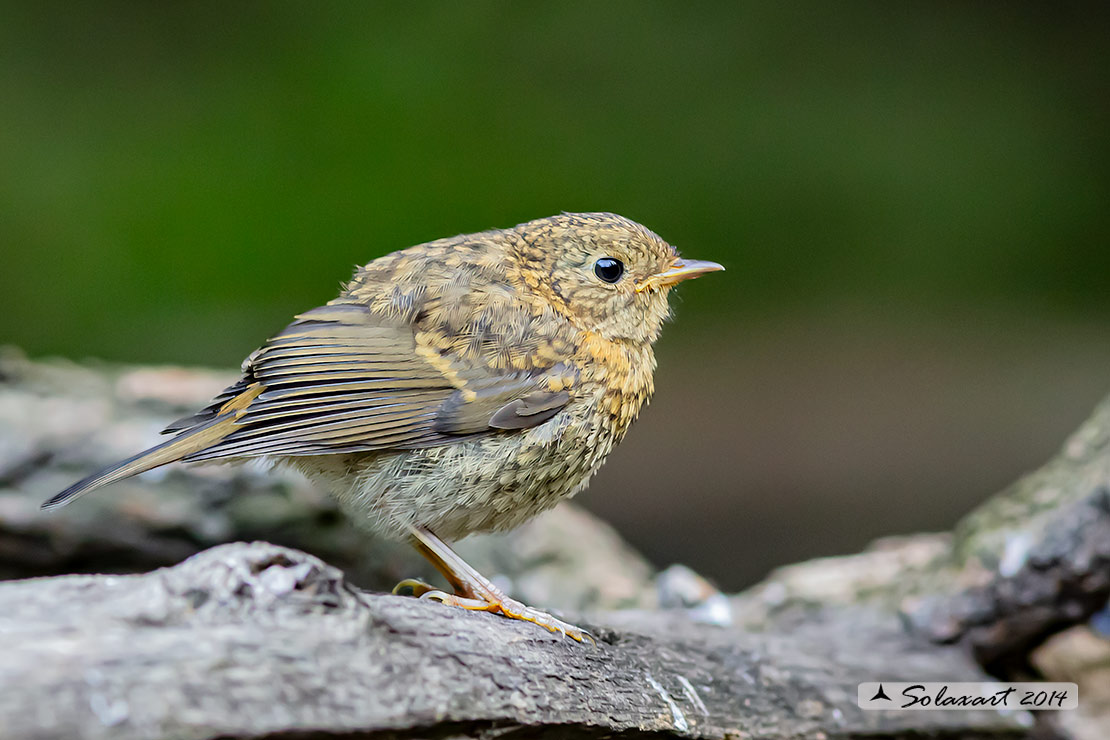 Erithacus rubecula: Pettirosso (immaturo); European Robin  (juvenile)