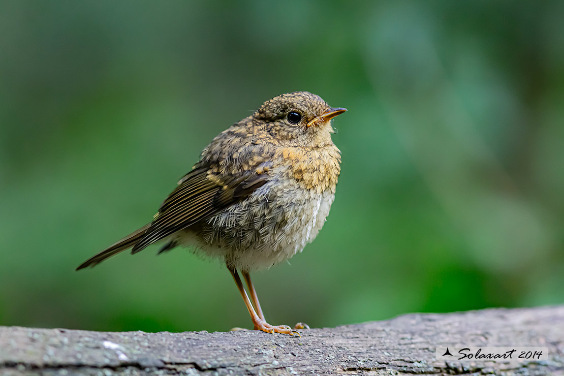 Erithacus rubecula: Pettirosso (immaturo); European Robin  (juvenile)