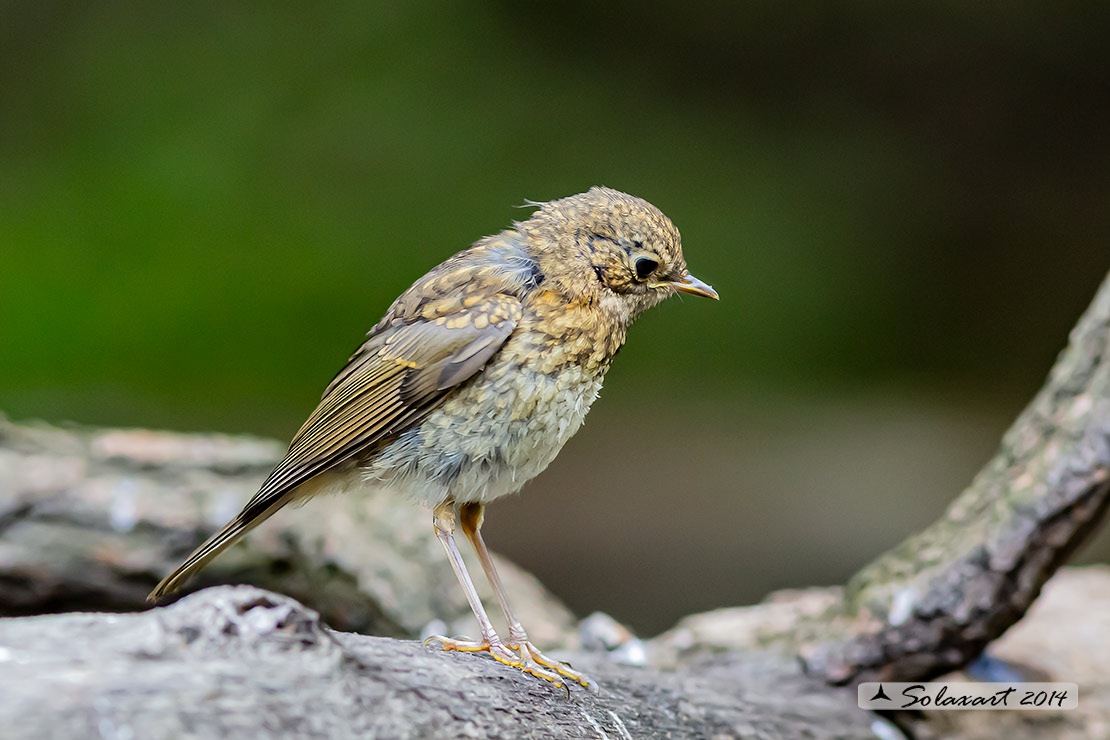 Erithacus rubecula: Pettirosso (immaturo); European Robin  (juvenile)