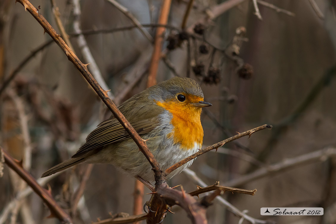 Erithacus rubecula : Pettirosso ; European Robin