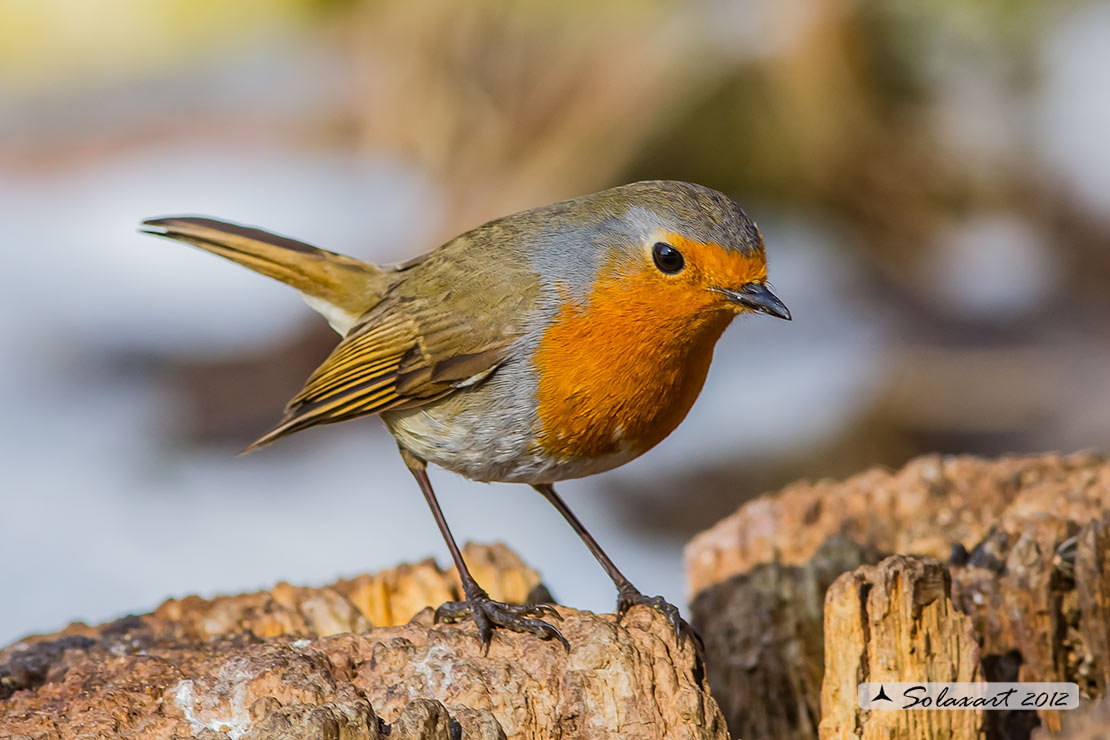 Erithacus rubecula : Pettirosso ; European Robin