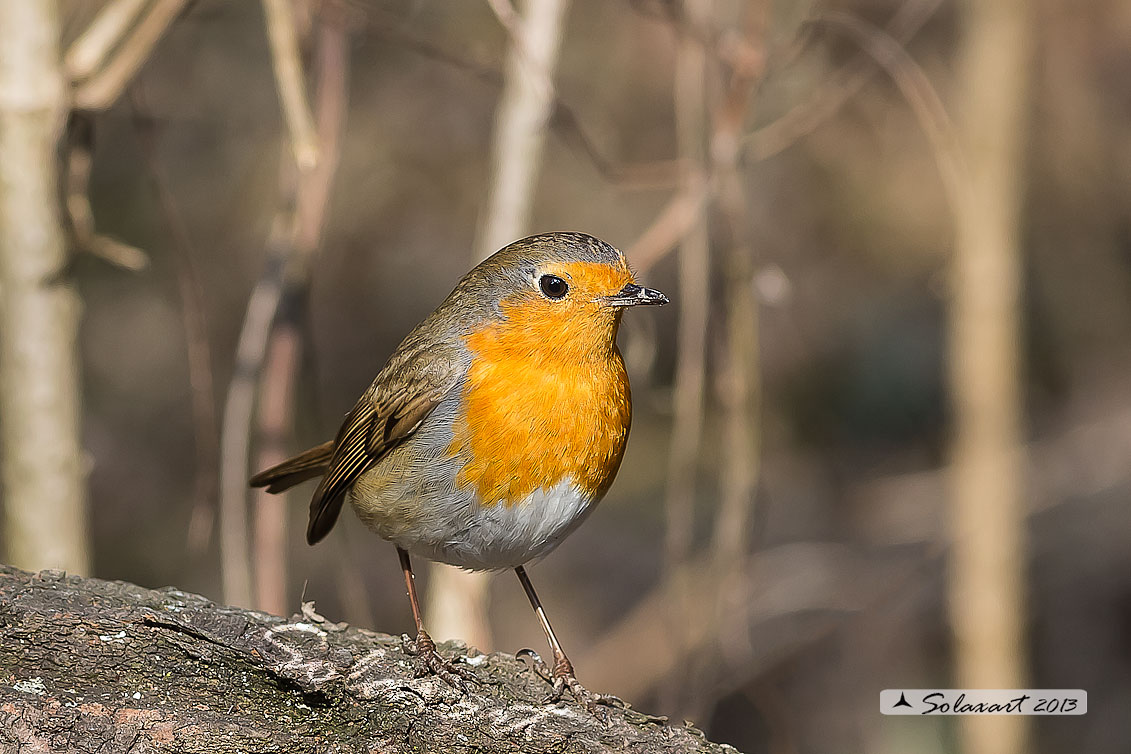 Erithacus rubecula : Pettirosso ; European Robin