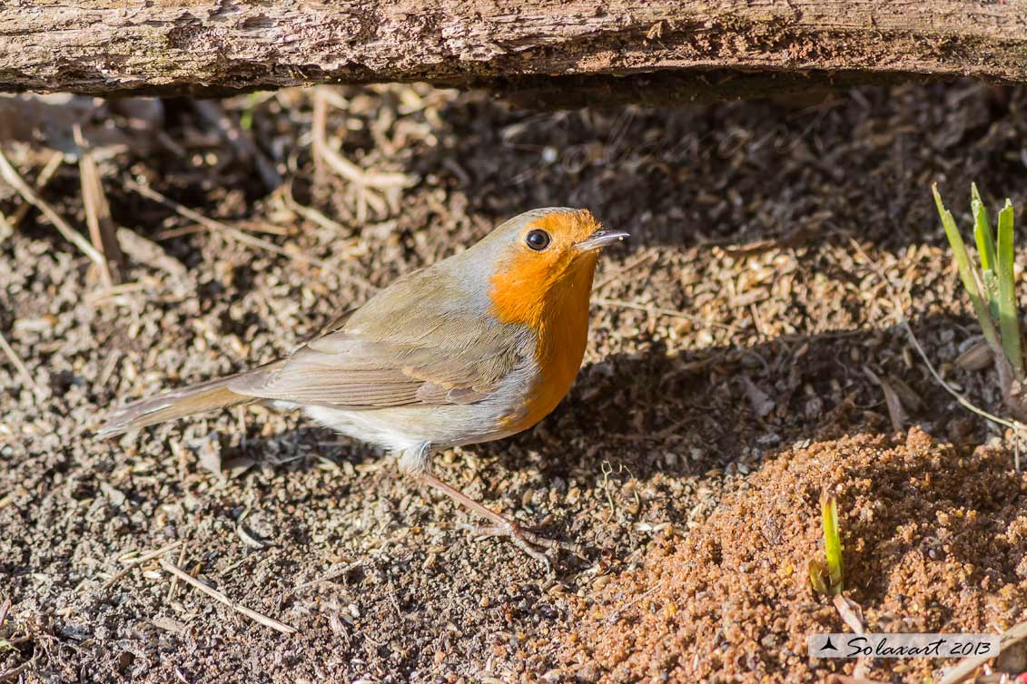 Erithacus rubecula : Pettirosso ; European Robin