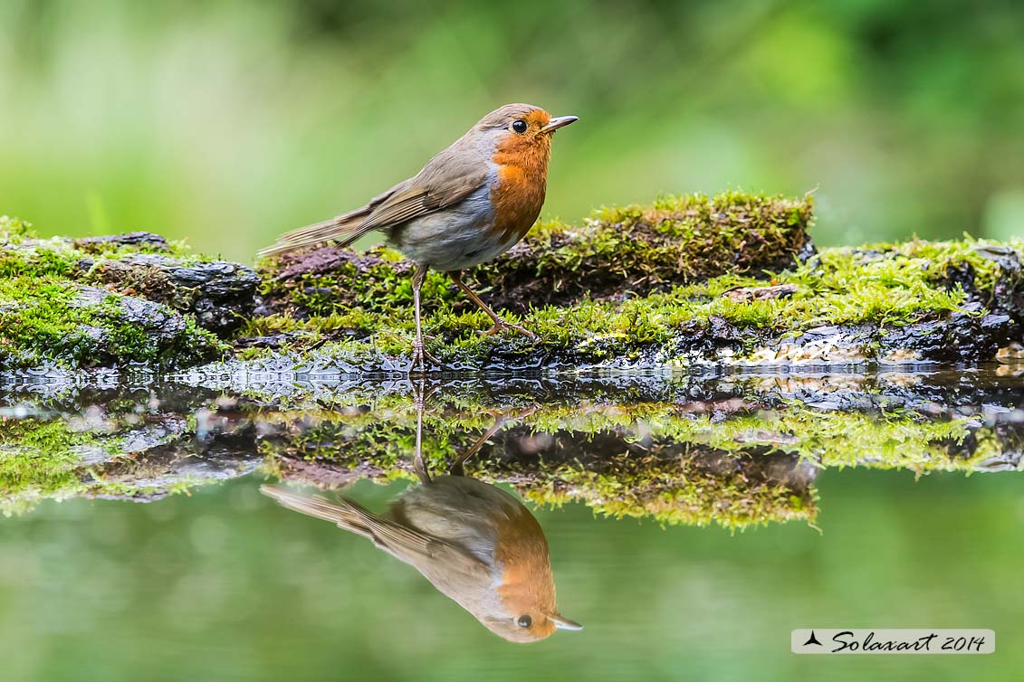 Erithacus rubecula : Pettirosso ; European Robin