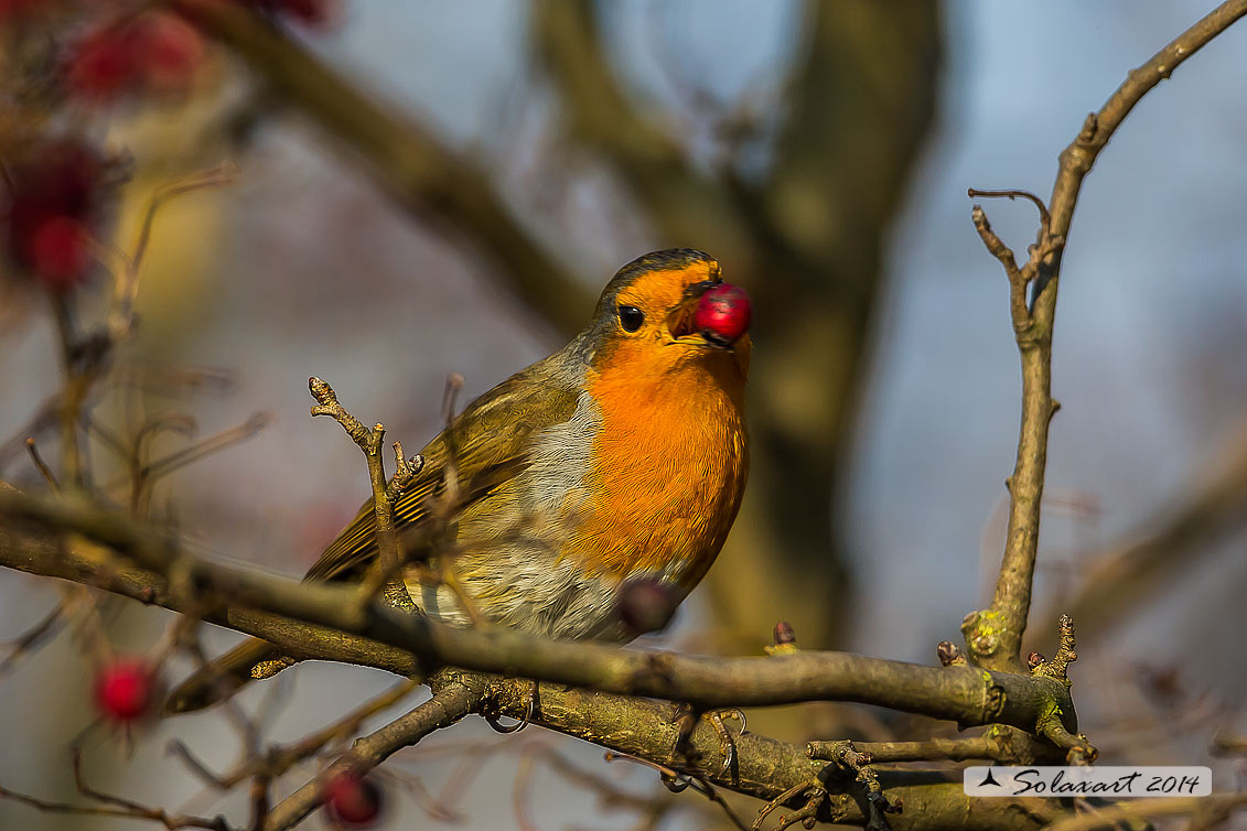 Erithacus rubecula : Pettirosso ; European Robin