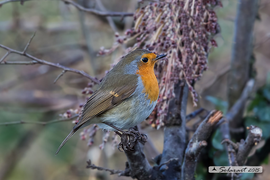 Erithacus rubecula : Pettirosso ; European Robin