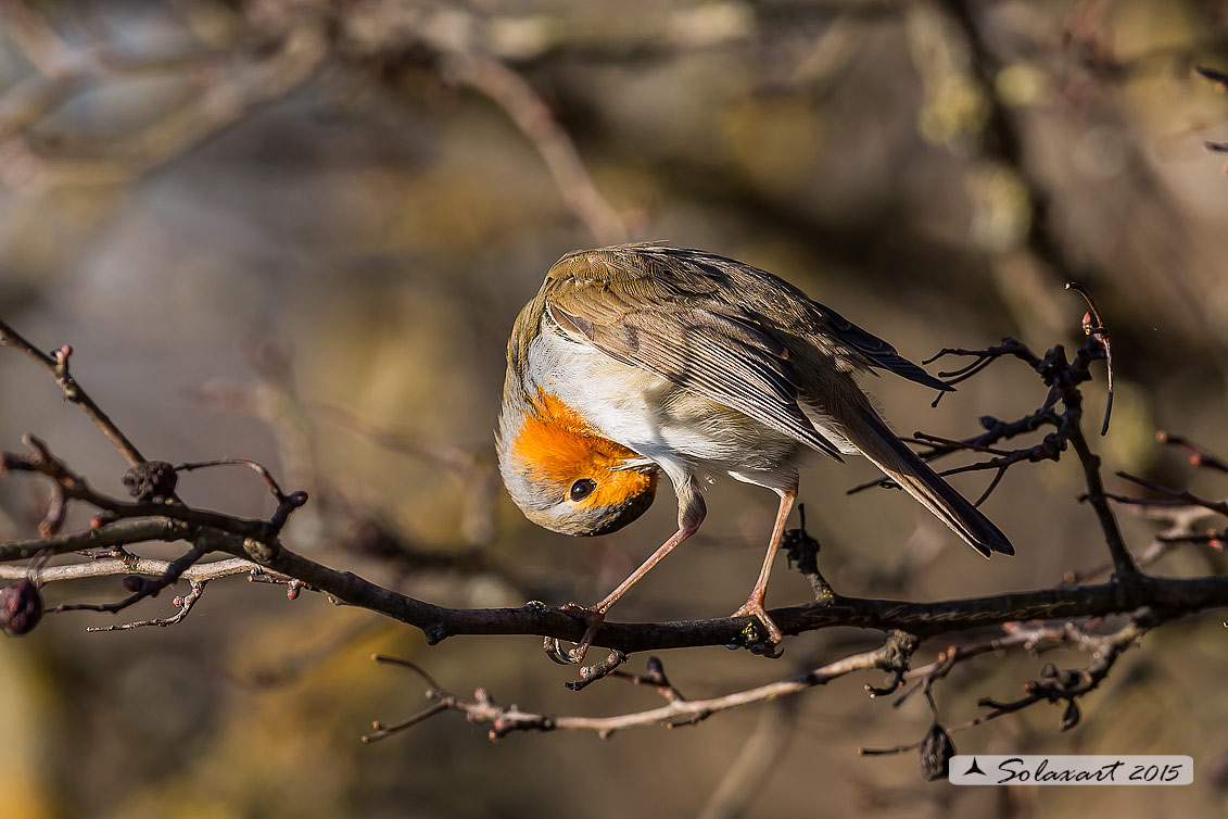 Erithacus rubecula : Pettirosso ; European Robin