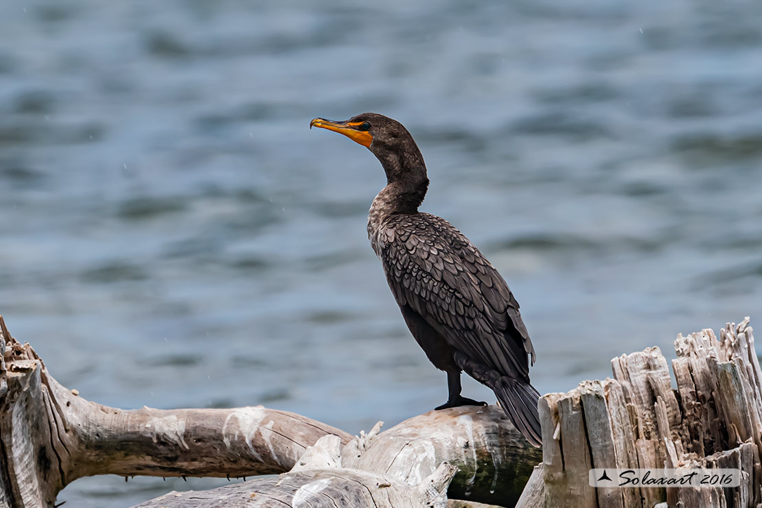 Nannopterum auritus; Cormorano orecchiuto; Double-crested Cormorant