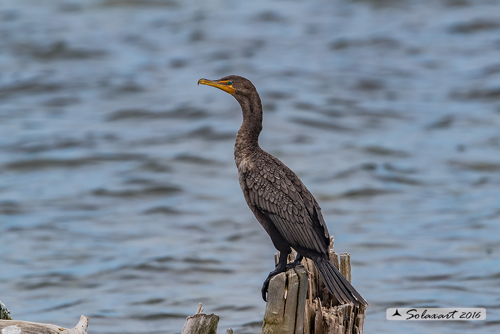 Nannopterum auritus; Cormorano orecchiuto; Double-crested Cormorant