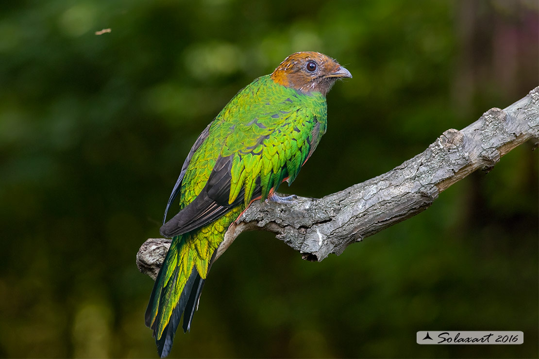 Pharomachrus mocinno: Quetzal splendente femmina); Resplendent quetzal (female)