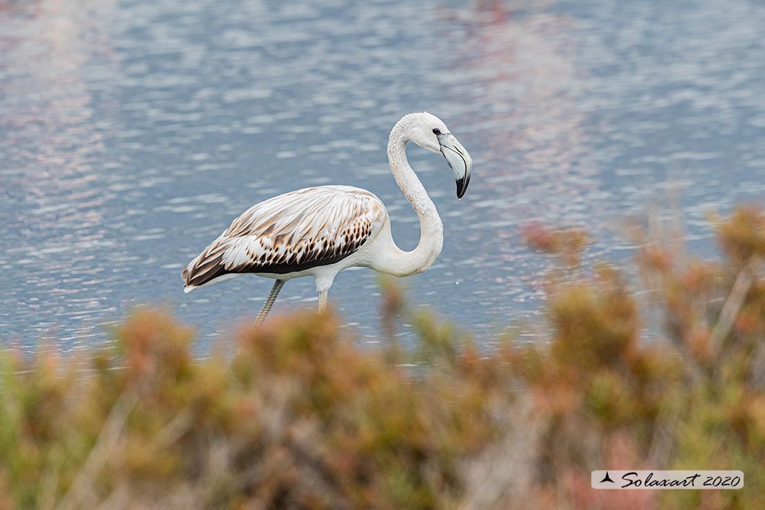 Phoenicopterus roseus: Fenicottero maggiore giovane; Greater Flamingo j