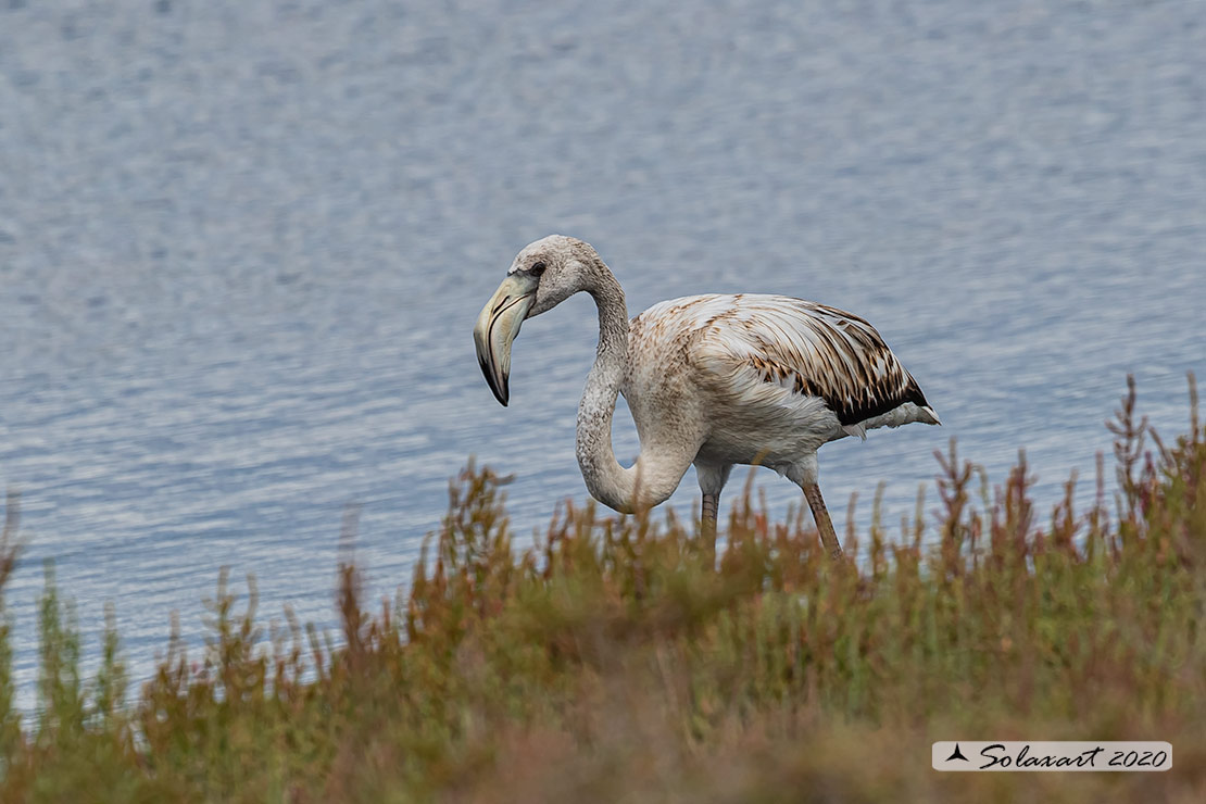 Phoenicopterus roseus: Fenicottero maggiore giovane; Greater Flamingo j