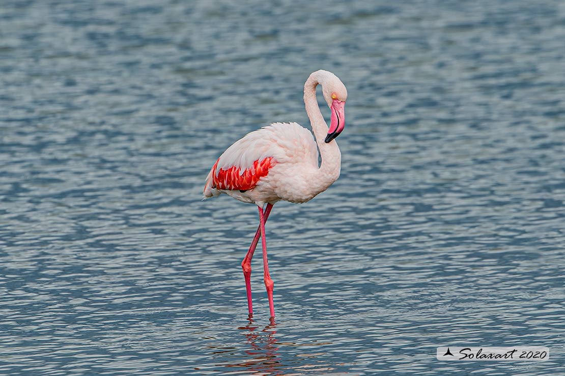 Phoenicopterus roseus: Fenicottero maggiore; Greater Flamingo