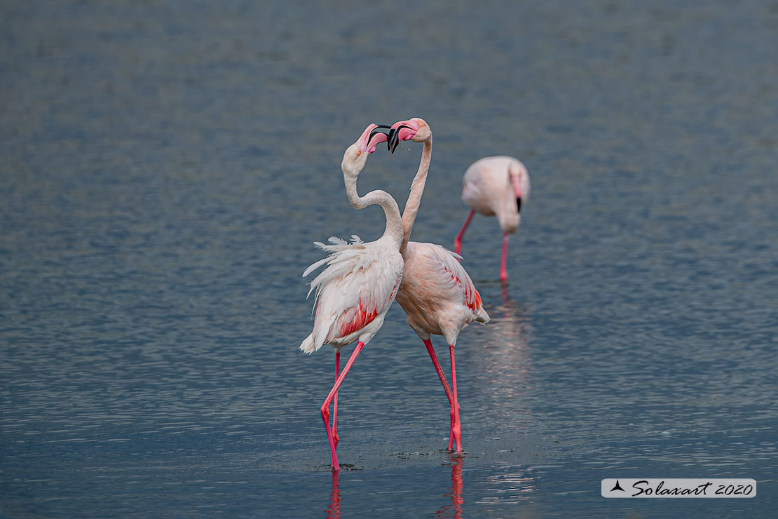 Phoenicopterus roseus: Fenicottero maggiore; Greater Flamingo