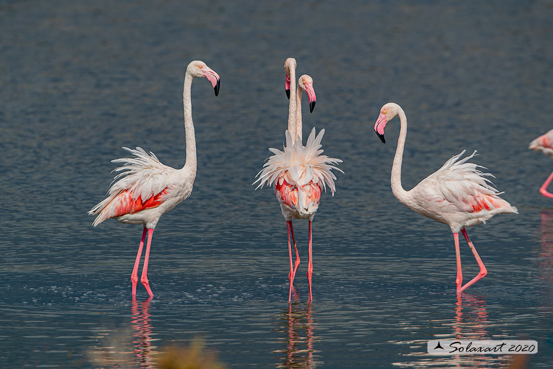 Phoenicopterus roseus: Fenicottero maggiore; Greater Flamingo