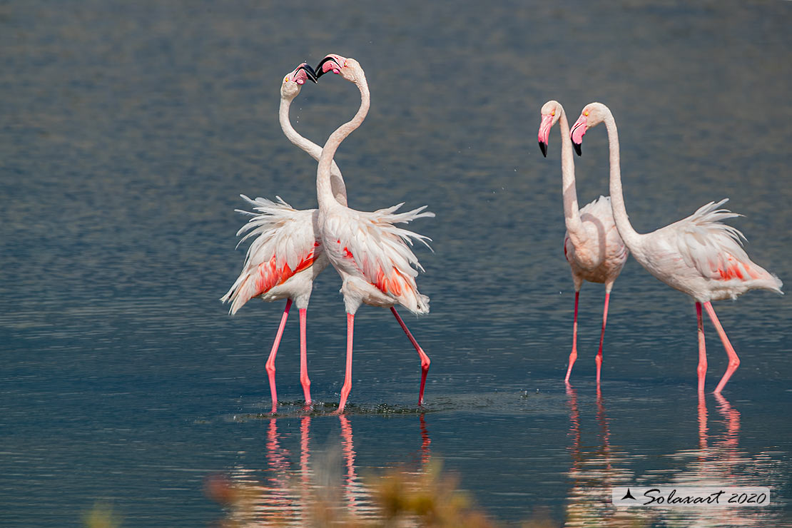 Phoenicopterus roseus: Fenicottero maggiore; Greater Flamingo