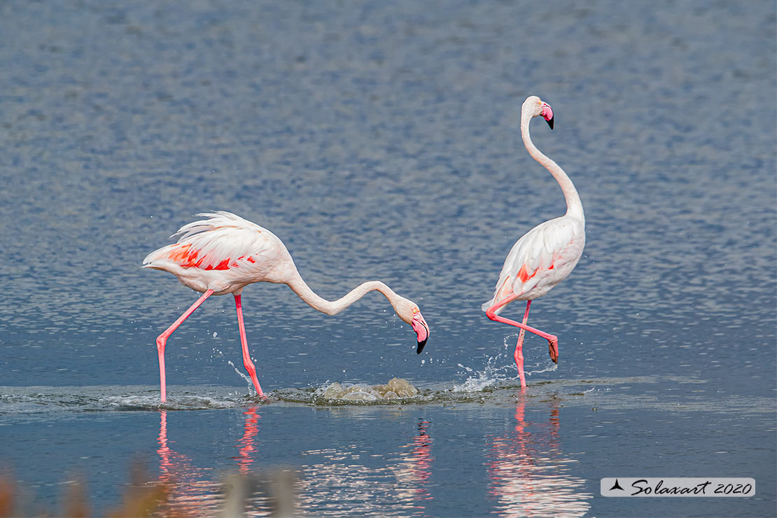 Phoenicopterus roseus: Fenicottero maggiore; Greater Flamingo