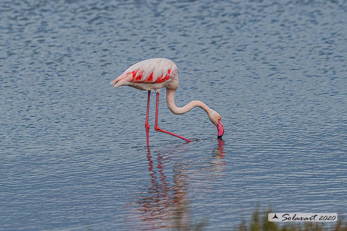 Phoenicopterus roseus: Fenicottero maggiore; Greater Flamingo